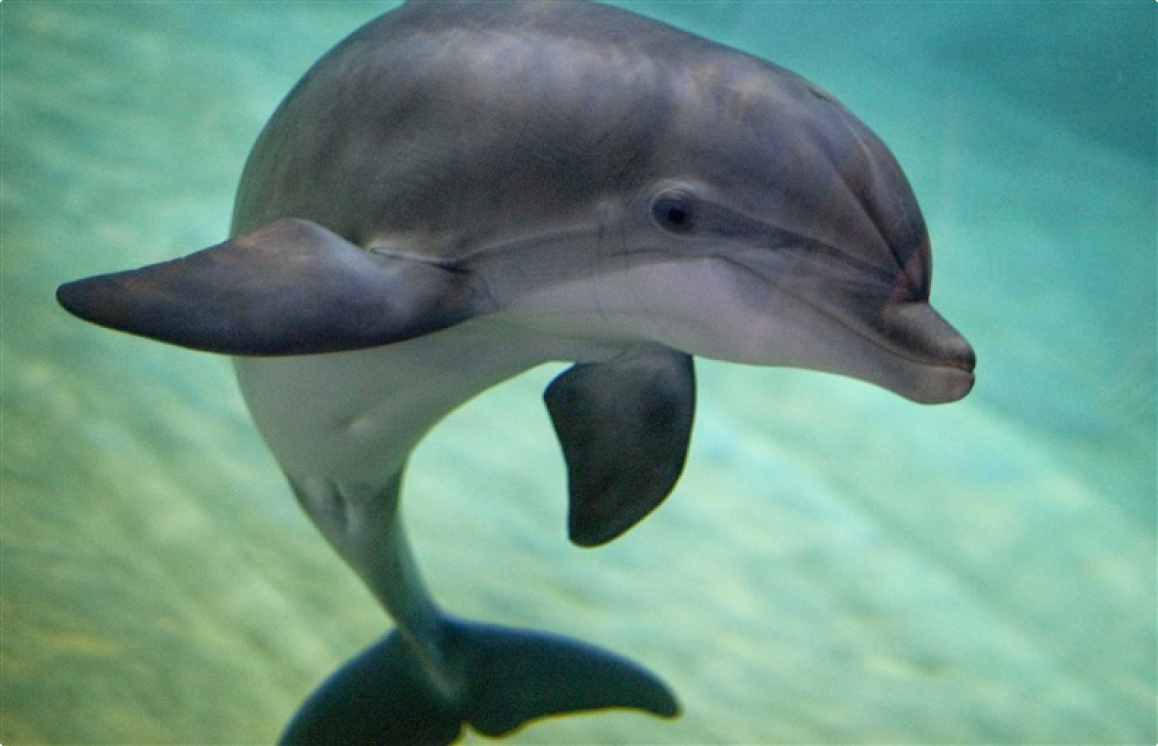 dophin