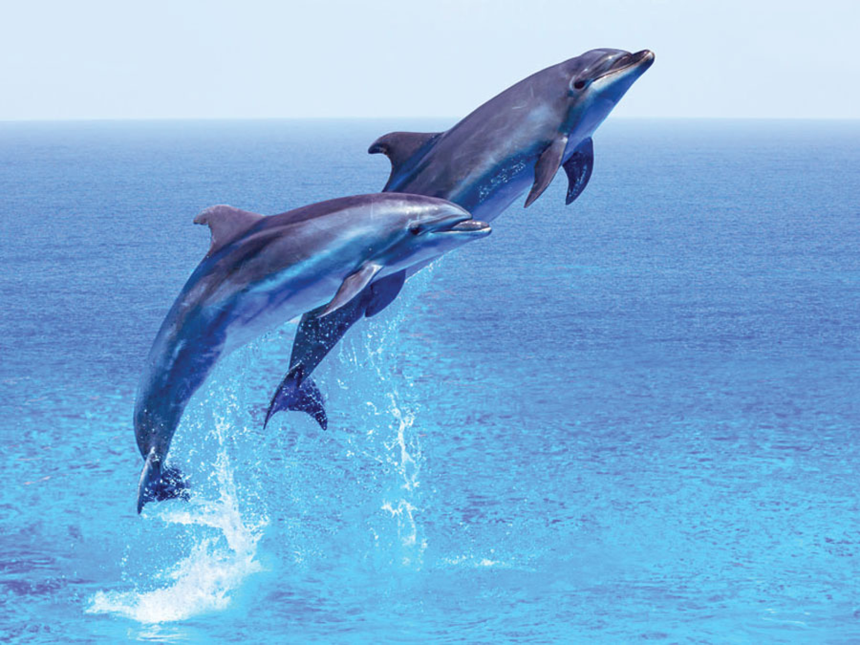 dolphins jumping